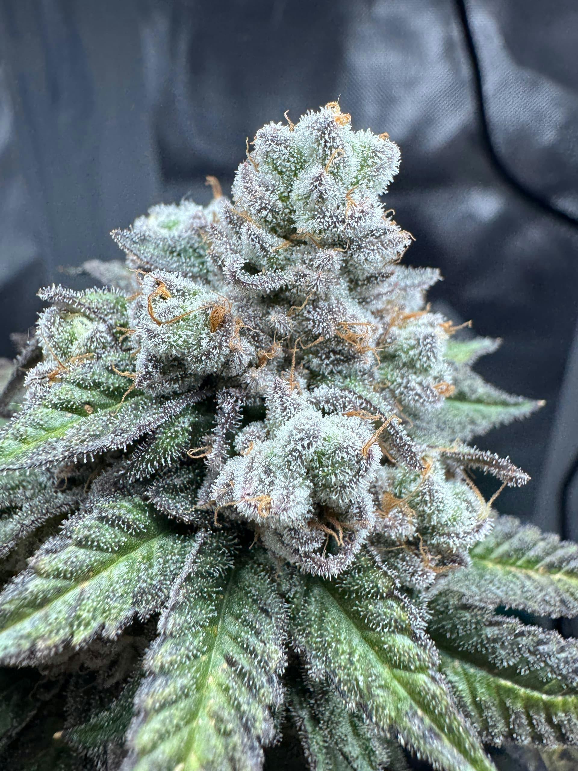 Detailed shot of frosty cannabis buds, abundant with trichomes in an indoor environment.